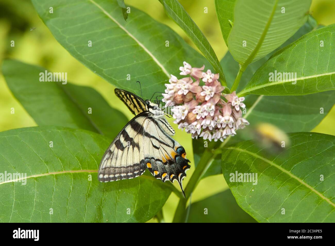 Farfalla a coda di rondine che si nutrisce su fiore, New York Foto Stock