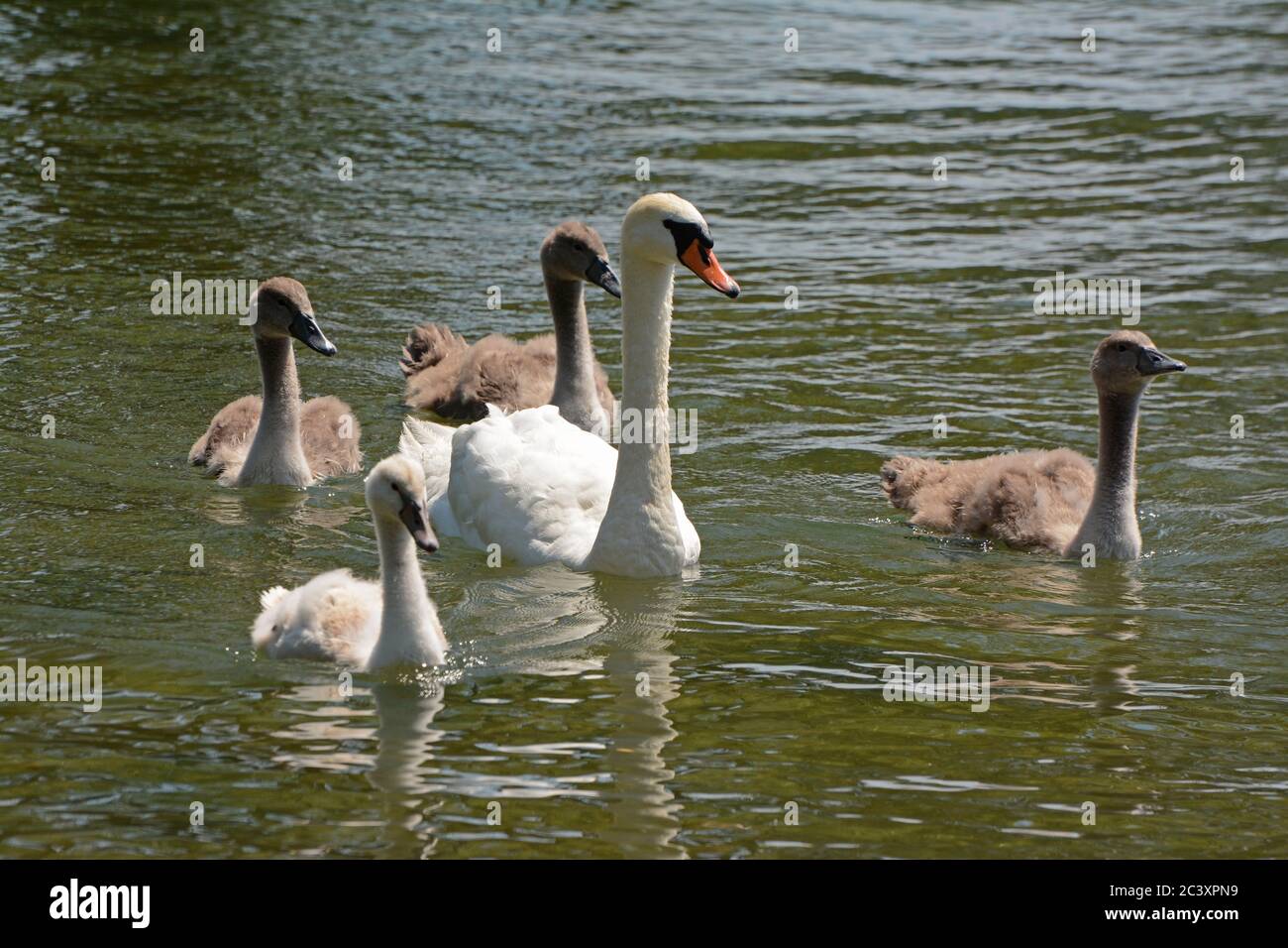 I pulcini Swan nuotano in uno stagno Foto Stock