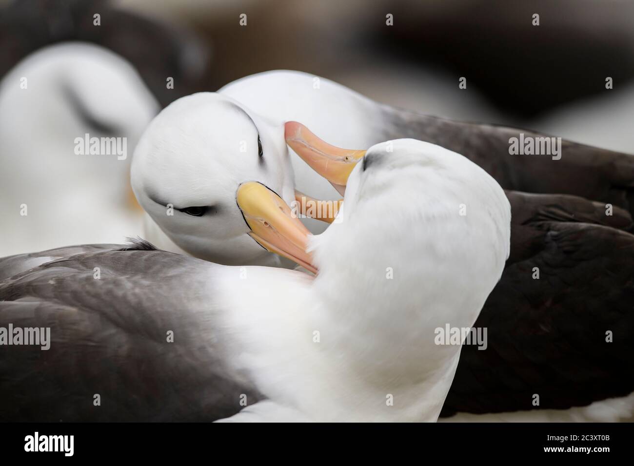 Interazione di accoppiamento di albatross bruno nero (Thalassarche melanophris), West Point Island, East Falkland, Falkland Islands Foto Stock