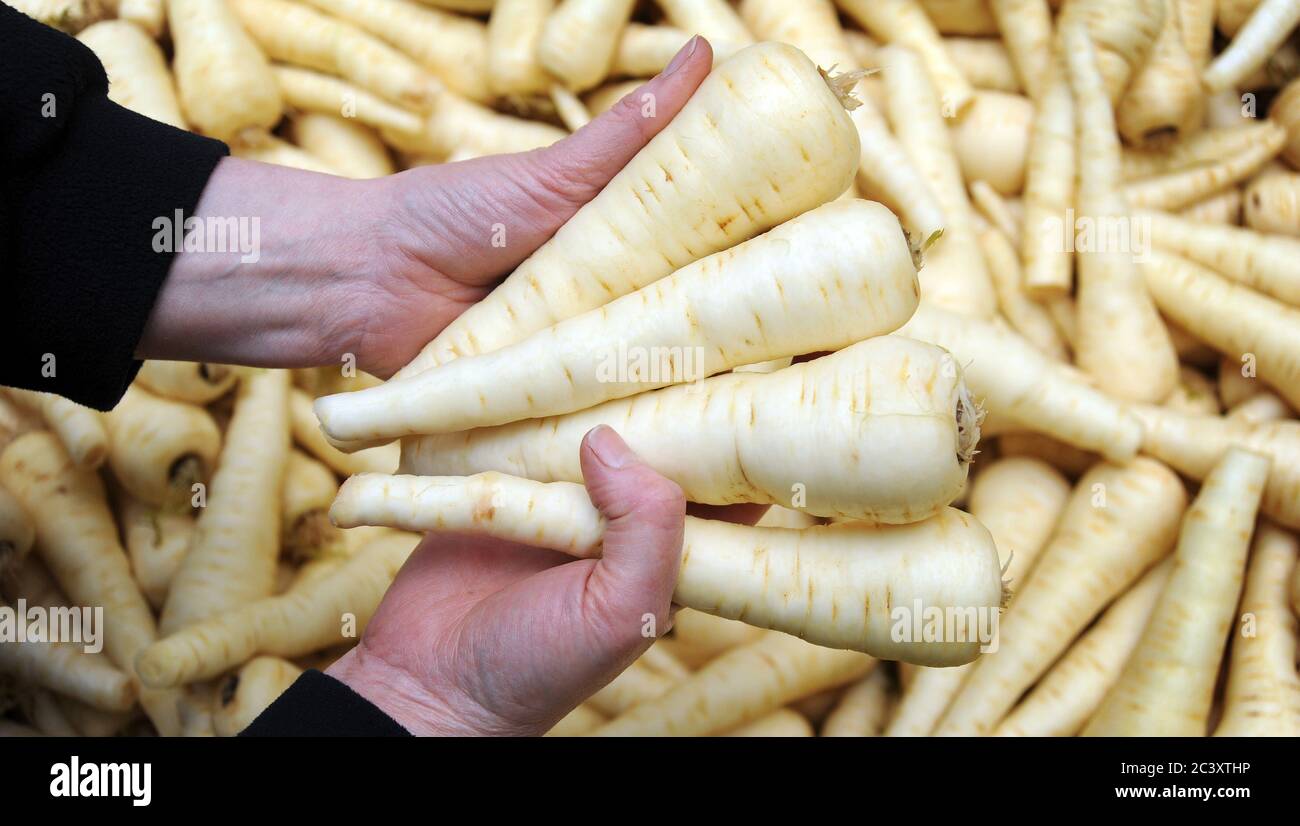 PASTINACA IN MANI DI LAVORATORI BREXIT LAVORATORI AGRICOLI RACCOGLITORI COMMERCIO DI PRODOTTI ALIMENTARI SUPERMERCATI ECC REGNO UNITO Foto Stock