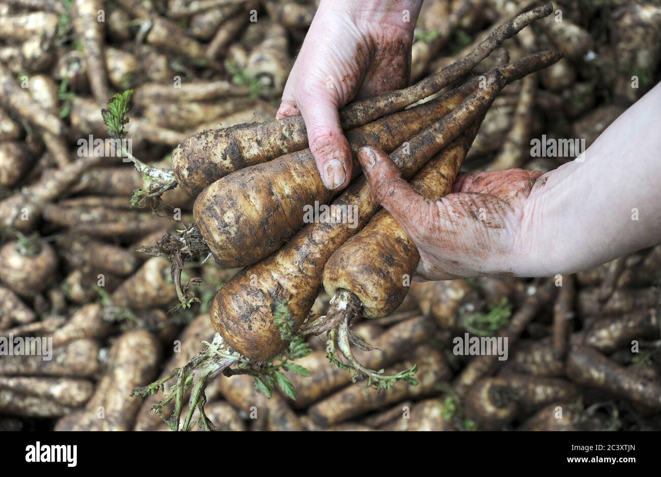 PASTINACA IN MANI DI LAVORATORI BREXIT LAVORATORI AGRICOLI RACCOGLITORI COMMERCIO DI PRODOTTI ALIMENTARI SUPERMERCATI ECC REGNO UNITO Foto Stock