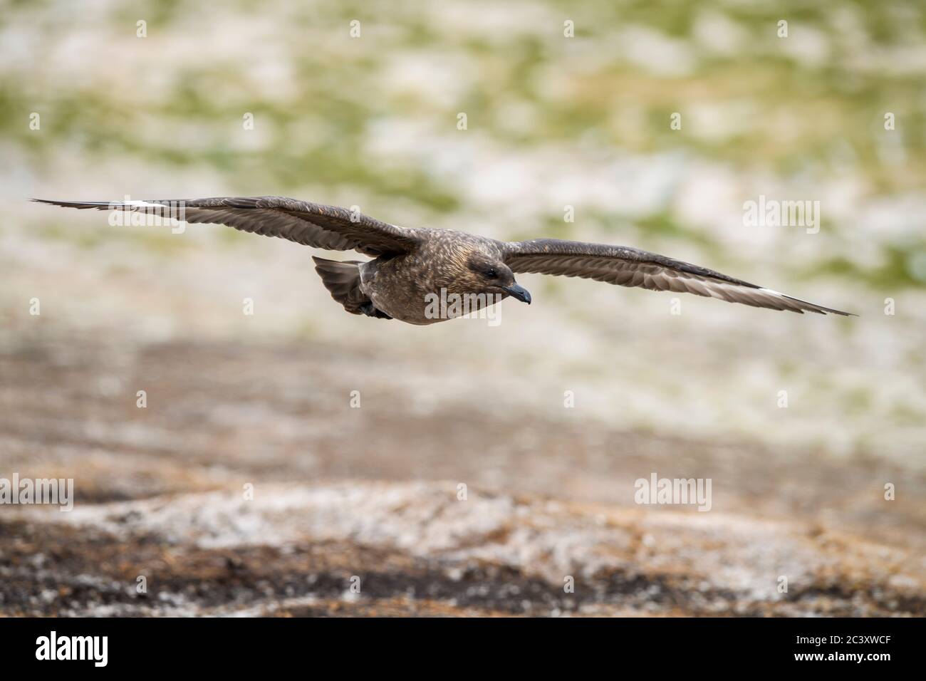 Brown skua (Stercorarius antarcticus) in volo, Isola di Saunders, Falkland Occidentale, Isole Falkland Foto Stock