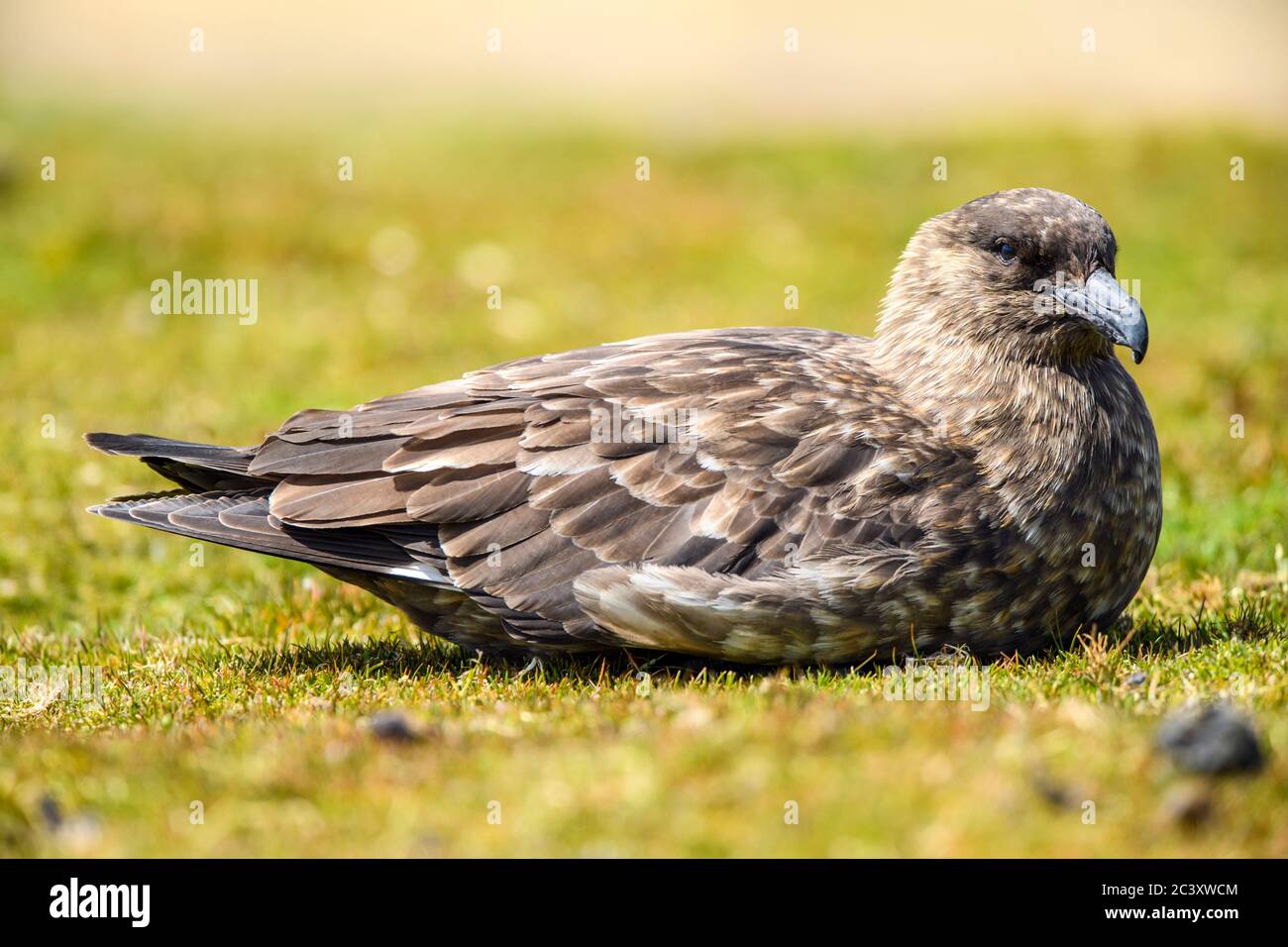 Brown skua (Stercorarius antarcticus), Capo Bougainville, Falkland orientale, Isole Falkland Foto Stock