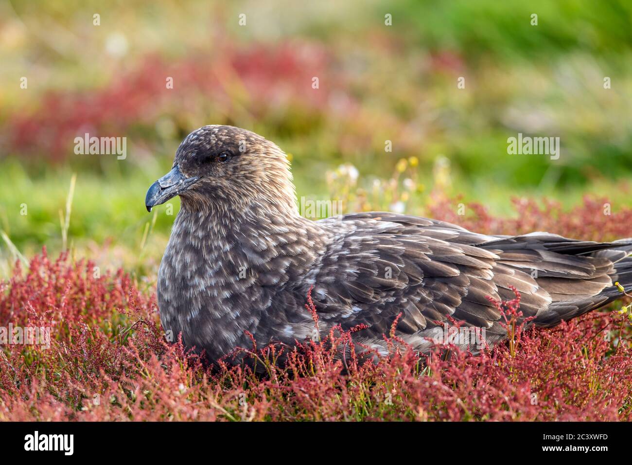 Brown skua (Stercorarius antarcticus), Sea Lion Island, East Falkland, Falkland Islands Foto Stock