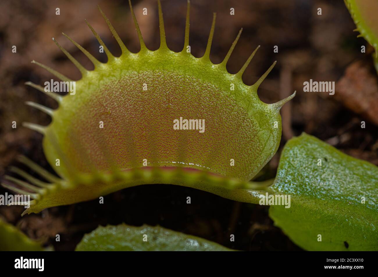 Un primo piano di Venere aperta flytrap (Dionaea muscipula), pianta carnivora Foto Stock