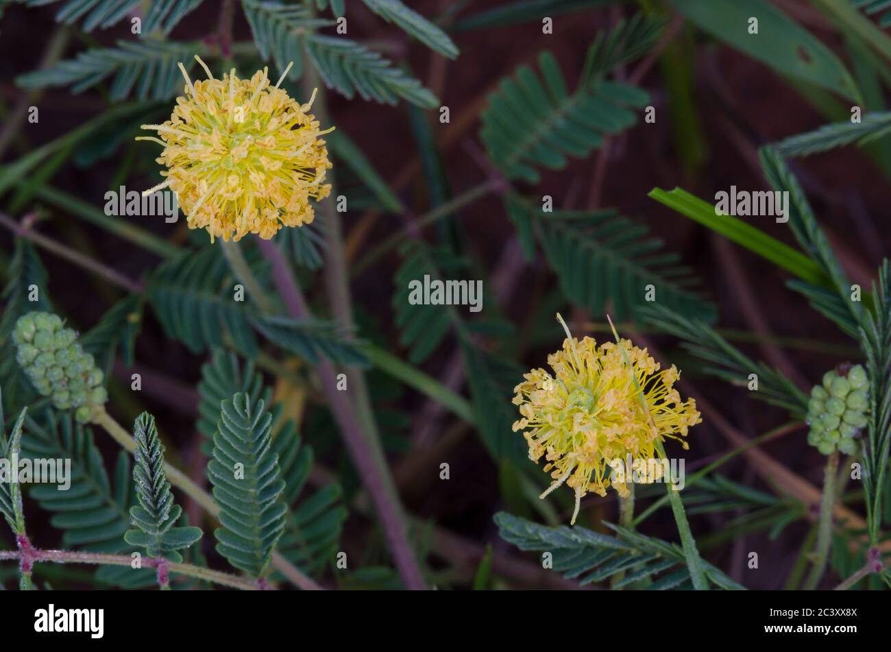 Puff giallo, Neptunia lutea Foto Stock