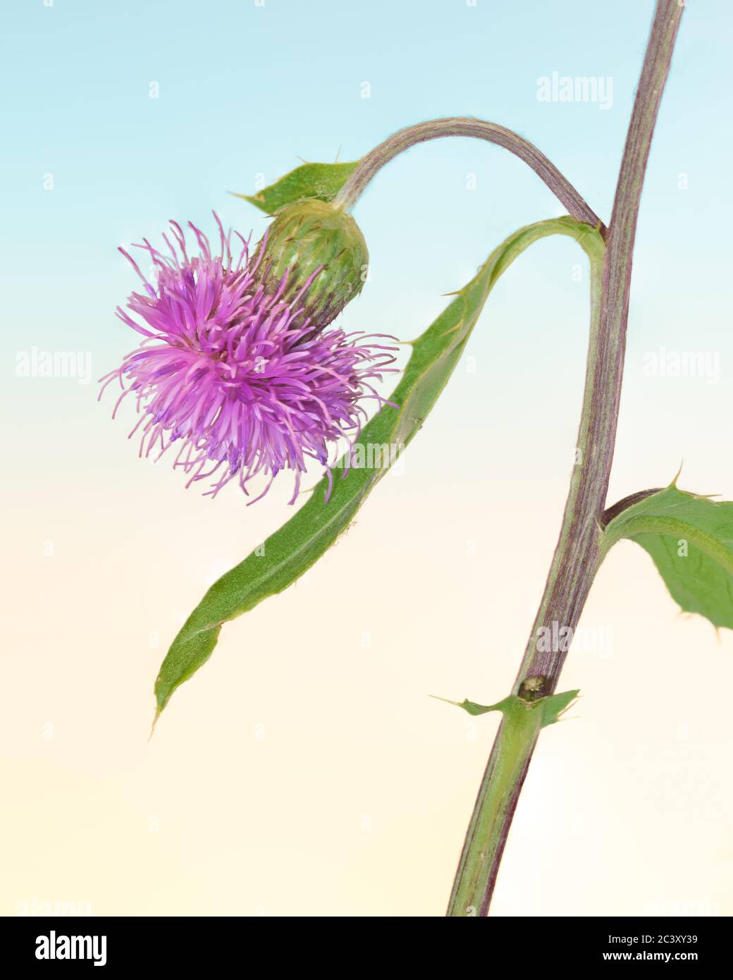 Rosa fioritura Canada Thistle closeup Foto Stock