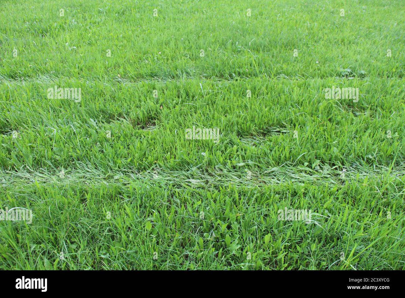 Un carrello trainato da cavalli ha lasciato scanalature / segni sul campo erboso - il sentiero può essere visto Foto Stock