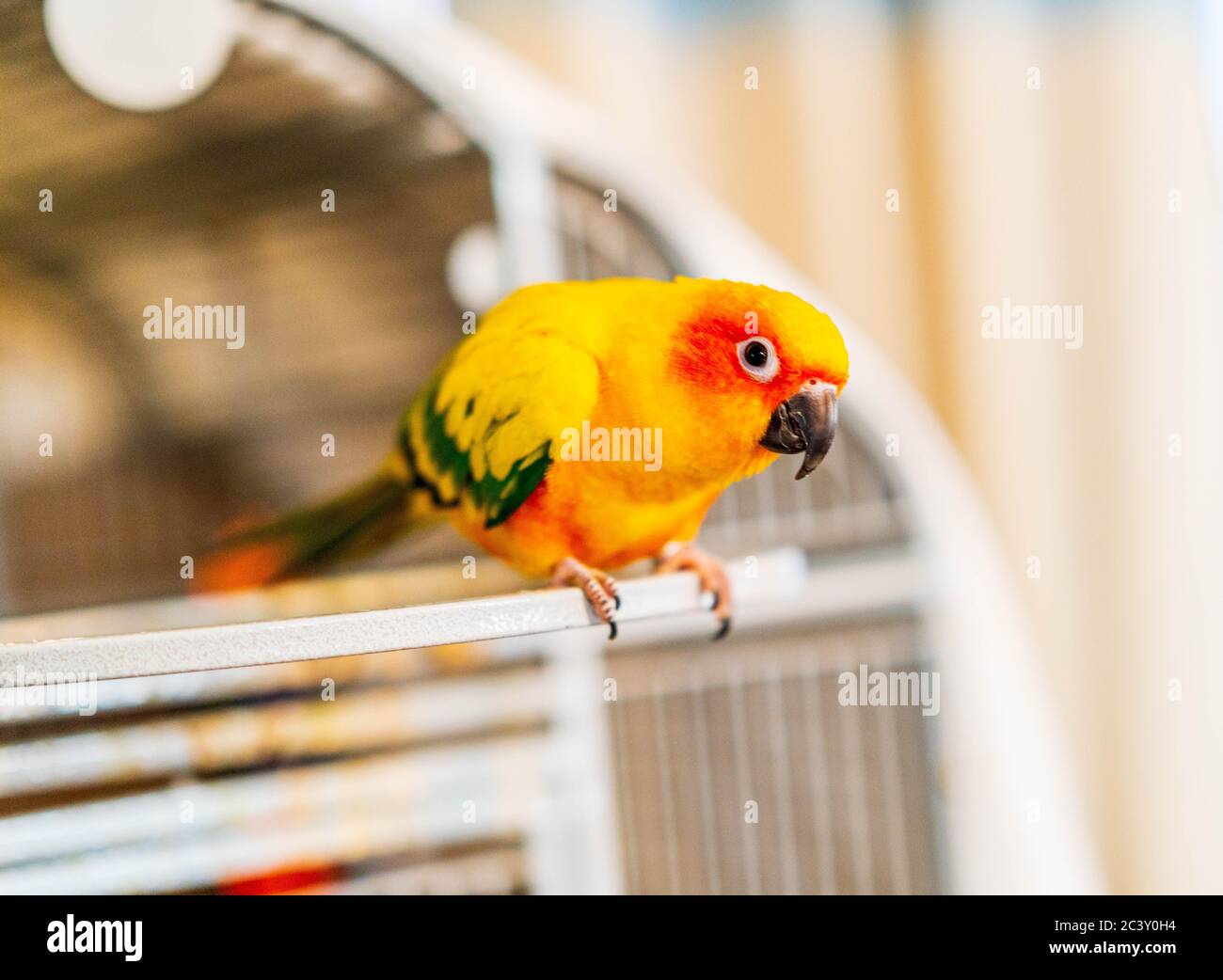Parrot colorato con patri gialli, arancioni, verdi e rossi. Foto Stock