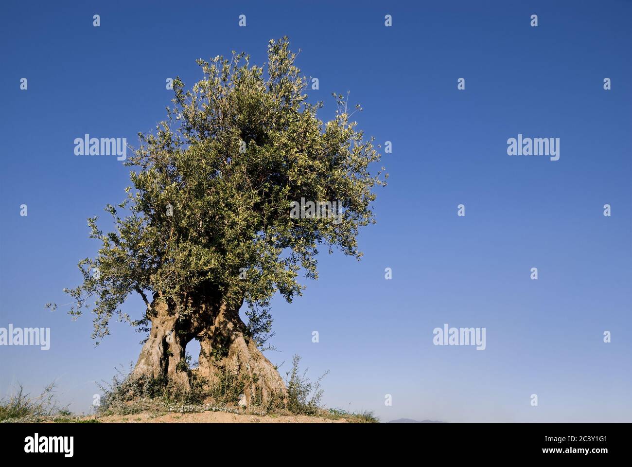 Un ulivo unico con orizzonte cielo olea europaea Foto Stock
