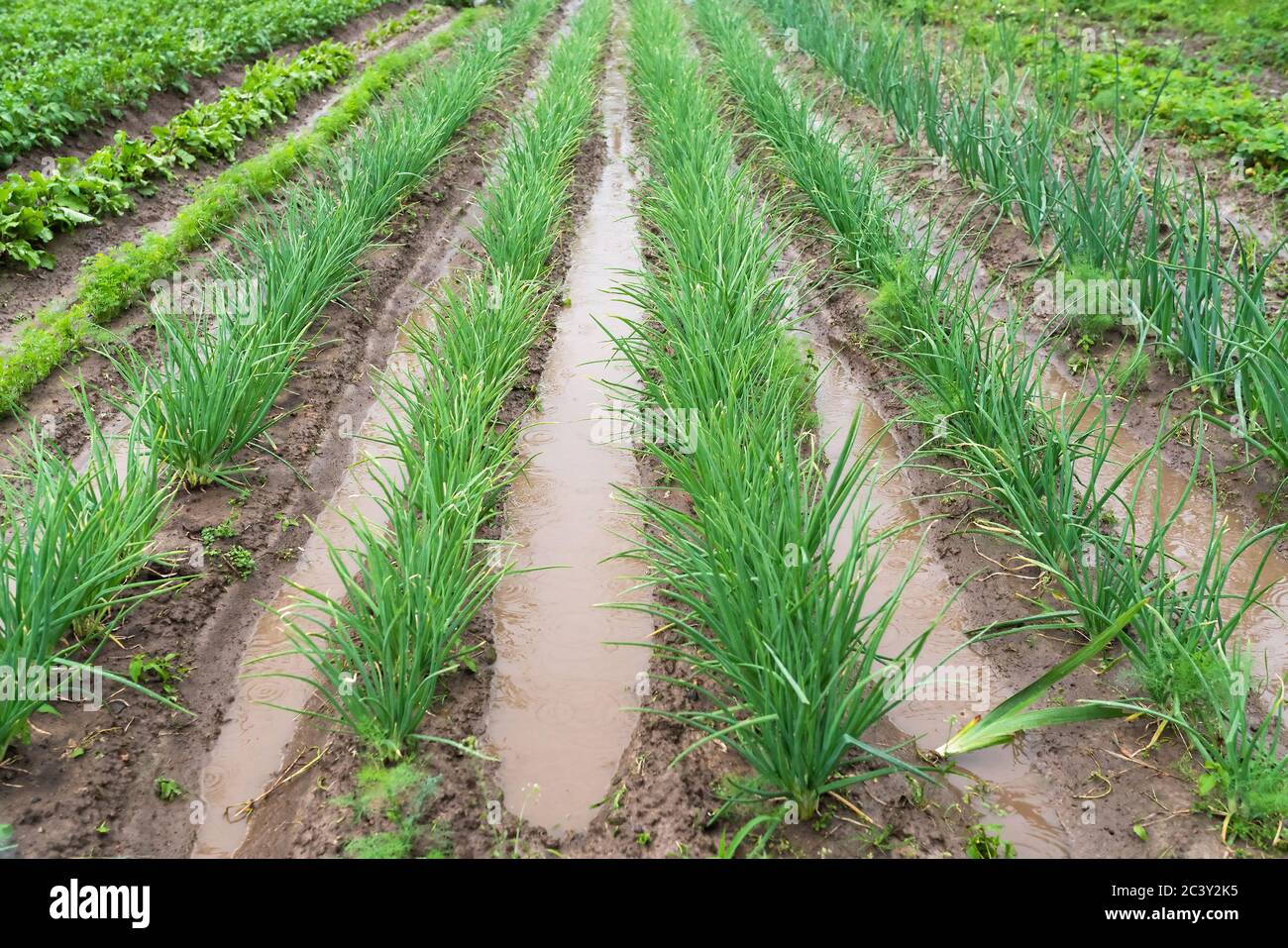 Cipolle verdi nell'acqua sul terreno del giardino dopo pioggia pesante. Foto Stock