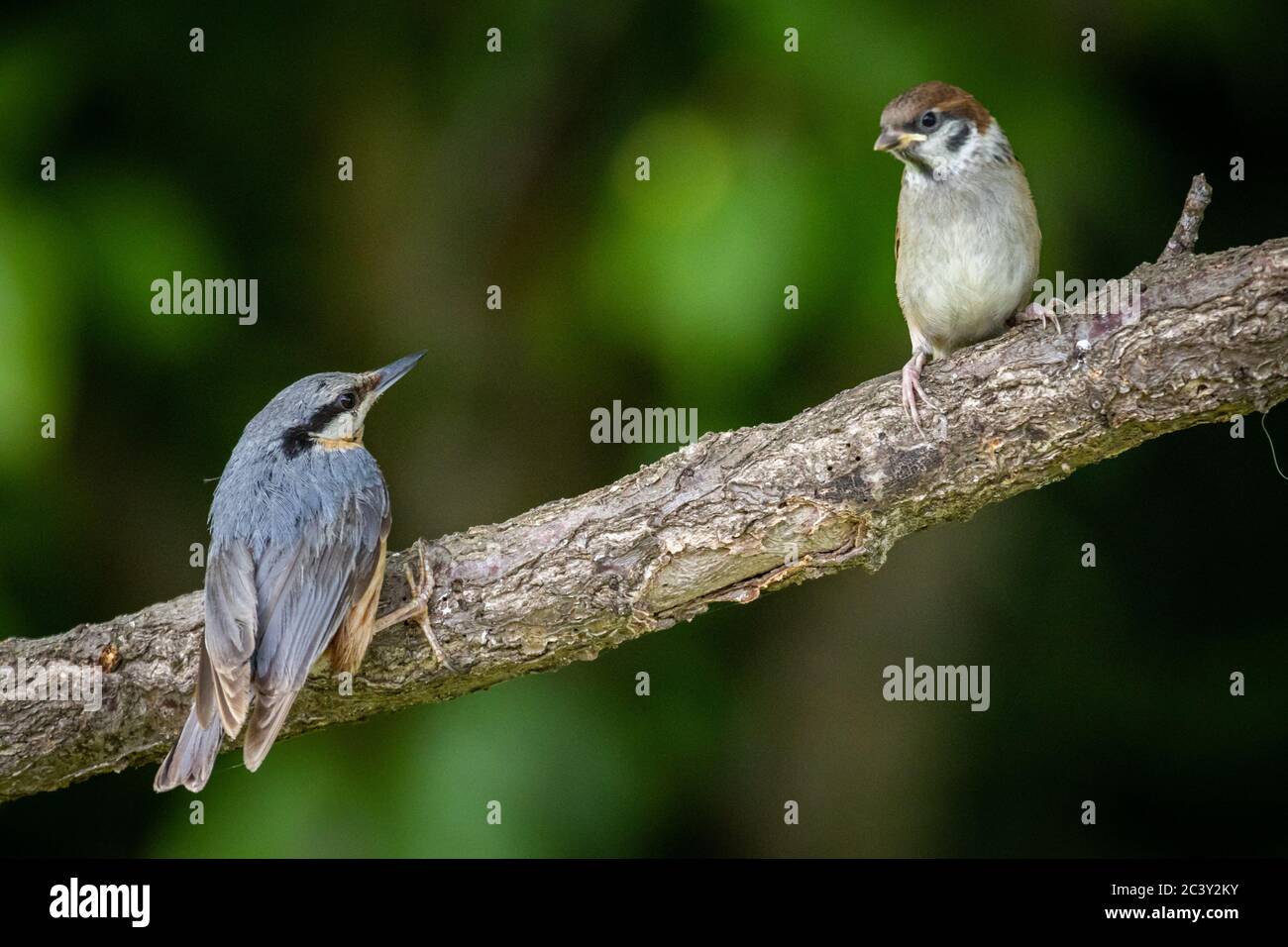 Passera di alberi eurasiatici (Passer montanus) e nuthatch eurasiatico o nuthatch di legno (Sitta europaea) nel giardino Foto Stock