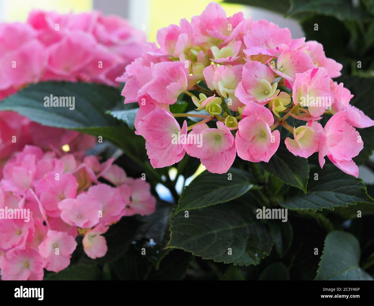 Fiori di Hydrangea rosa in piantatrice all'aperto con ringhiera bianca sullo sfondo Foto Stock