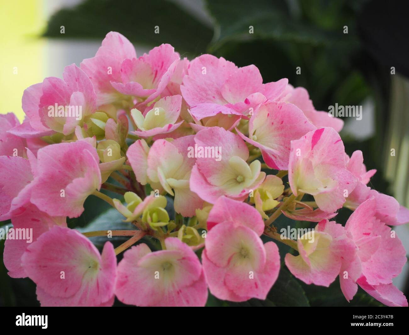 Fiori di Hydrangea rosa in piantatrice all'aperto con ringhiera bianca sullo sfondo Foto Stock