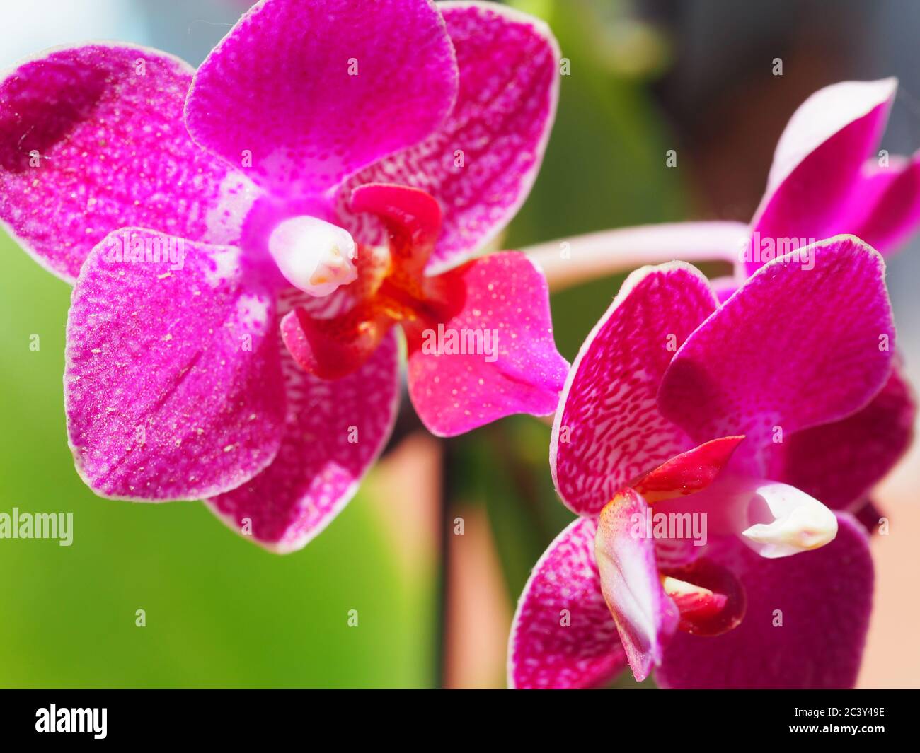 Primo piano dell'orchidea in miniatura magenta Foto Stock