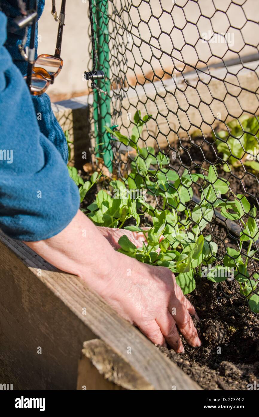 Donna che piantano piantine di pianta di pisello a scatto in un giardino di verdure di letto rialzato nella primavera in Issaquah, Washington, Stati Uniti Foto Stock