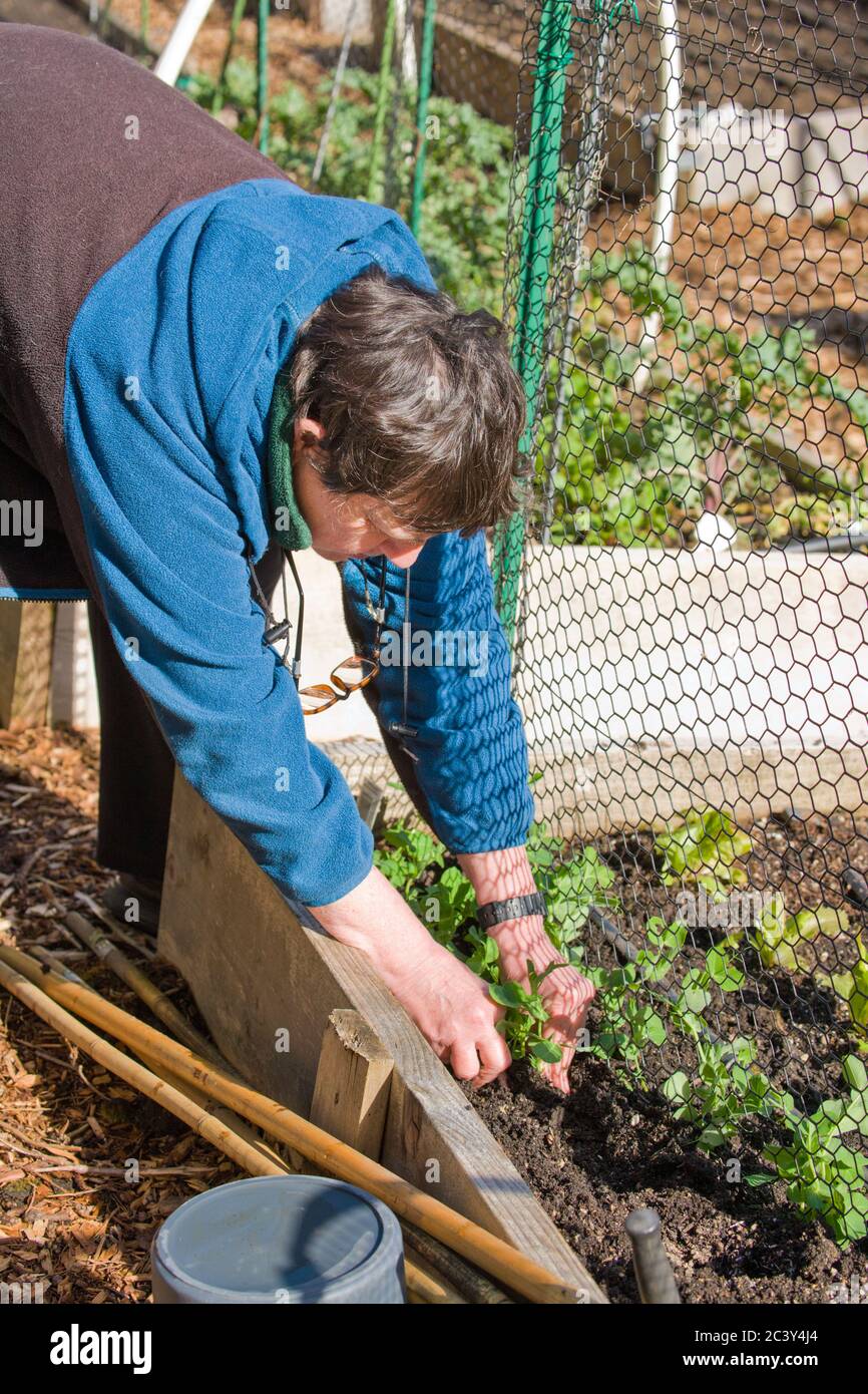 Donna che piantano piantine di pianta di pisello a scatto in un giardino di verdure di letto rialzato nella primavera in Issaquah, Washington, Stati Uniti Foto Stock