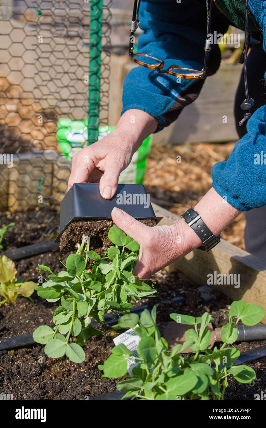 Donna che piantano piantine di pianta di pisello a scatto in un giardino di verdure di letto rialzato nella primavera in Issaquah, Washington, Stati Uniti Foto Stock