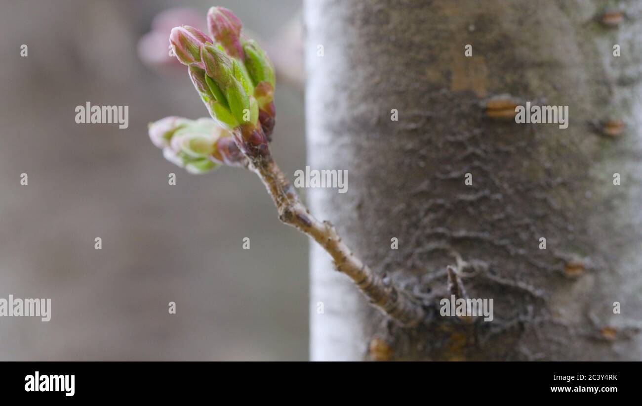Yoshino Cherry Blossoms sulla macro di germogliamento della filiale Foto Stock