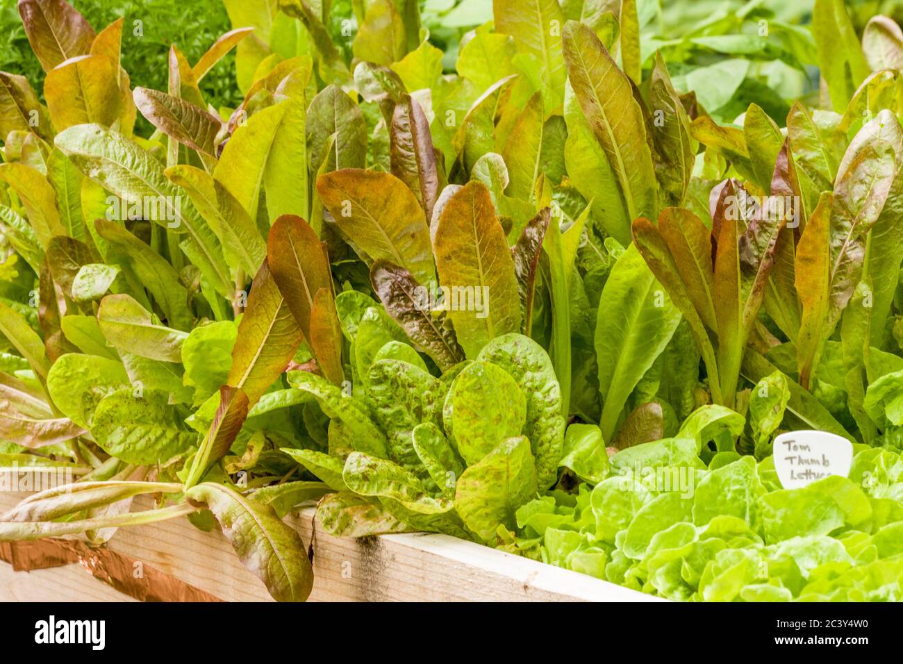 La lattuga di diavoli, un romaine con le foglie verdi sovrapposte in rosso profondo e la lattuga di Tom Thumb, che cresce in un giardino nella Washington occidentale, Foto Stock