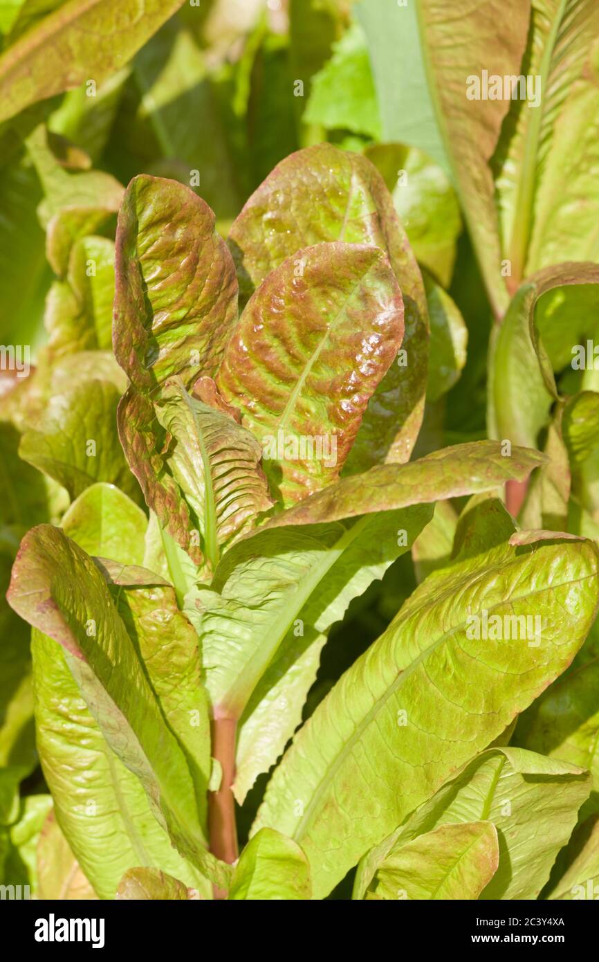 La lattuga di diavoli, un romaine con foglie verdi sovrapposte in rosso profondo, che cresce in un giardino nella parte occidentale di Washington, USA Foto Stock