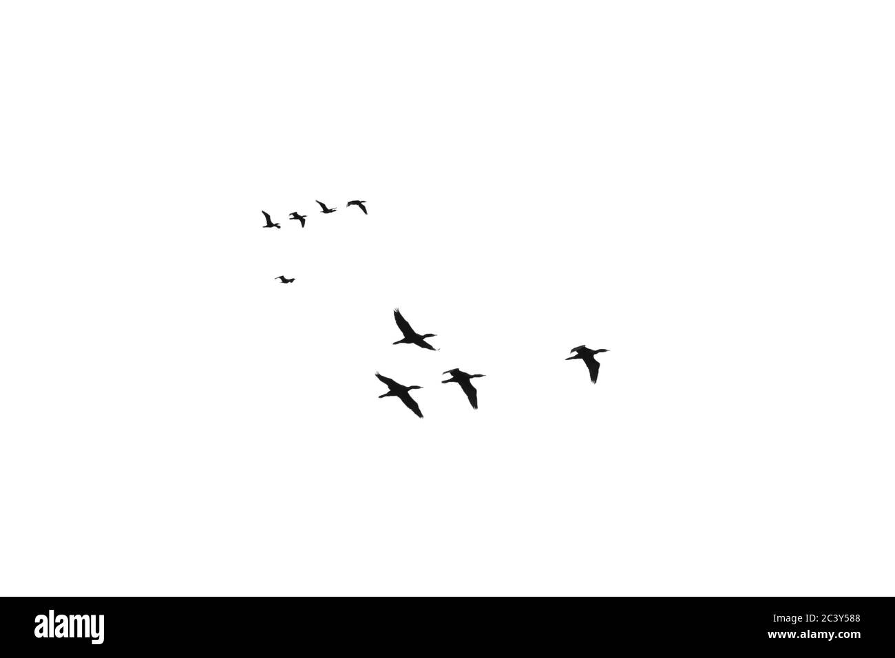un gregge di uccelli marini cormorani neri contro un cielo leggero adatto per la composizione Foto Stock