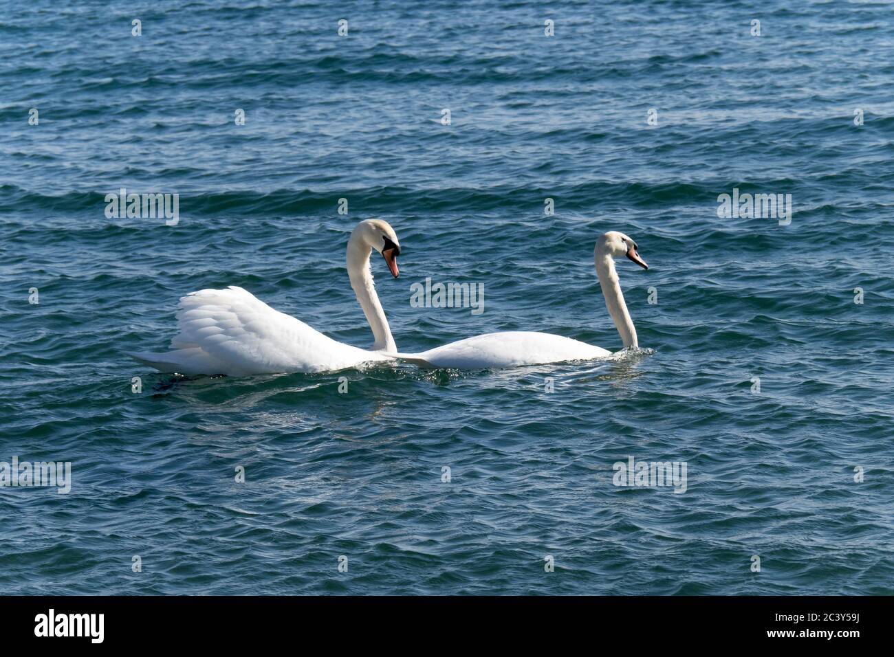 Due bianchi Mute Swan (Cygnus olor) galleggianti nell'acqua di un lago blu Foto Stock