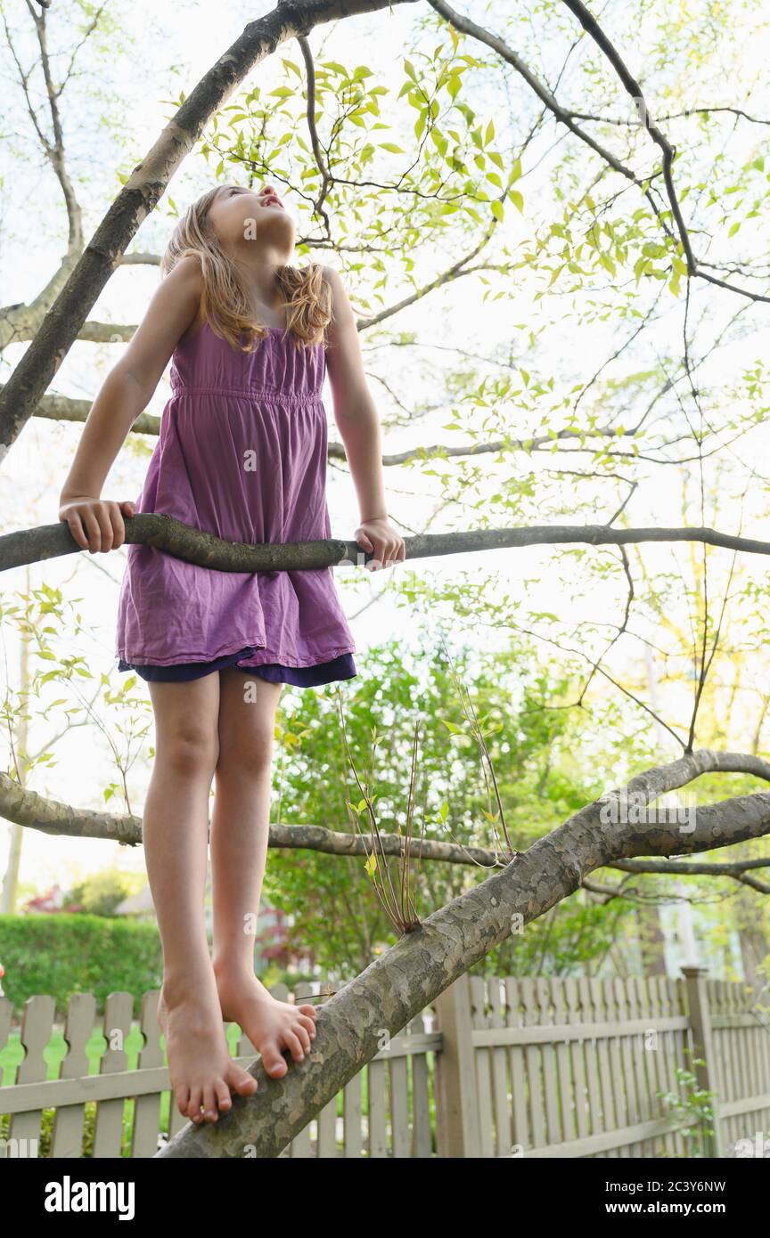 Ragazza (6-7) arrampicata albero Foto Stock