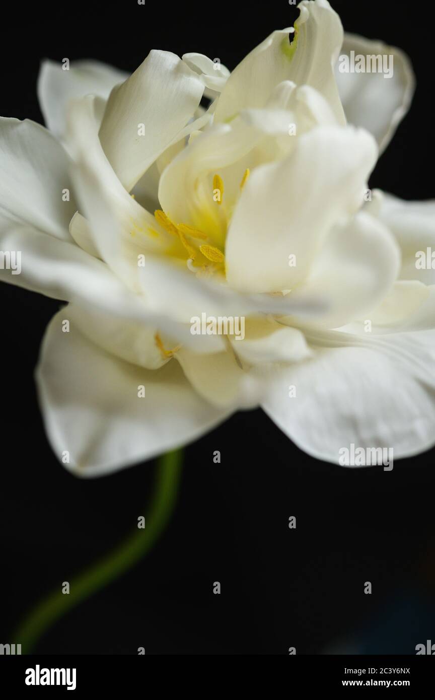 Primo piano di fiore bianco in fiore Foto Stock