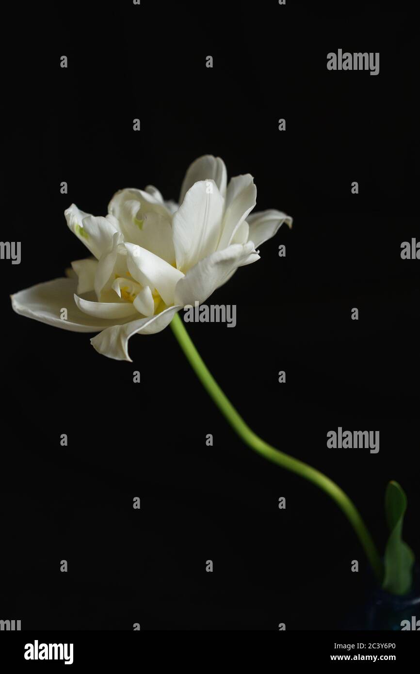 Primo piano di fiore bianco in fiore Foto Stock