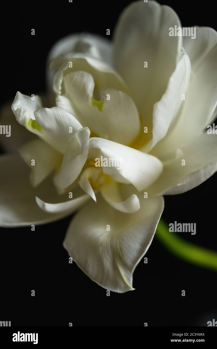 Primo piano di fiore bianco in fiore Foto Stock