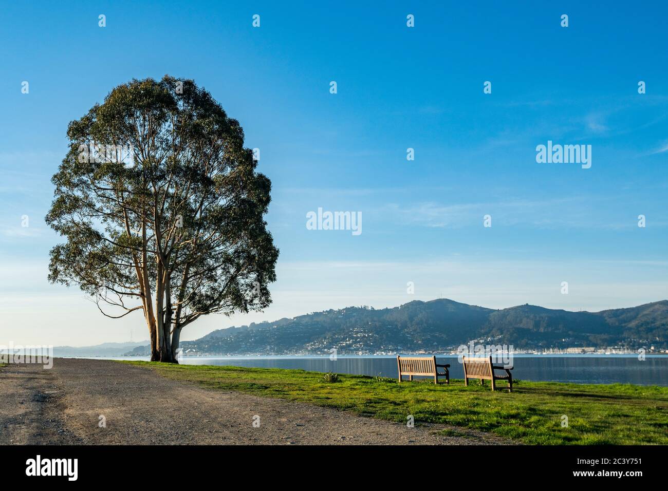 USA, California, San Francisco, Single Tree vicino a strada sterrata e due panche vuote Foto Stock