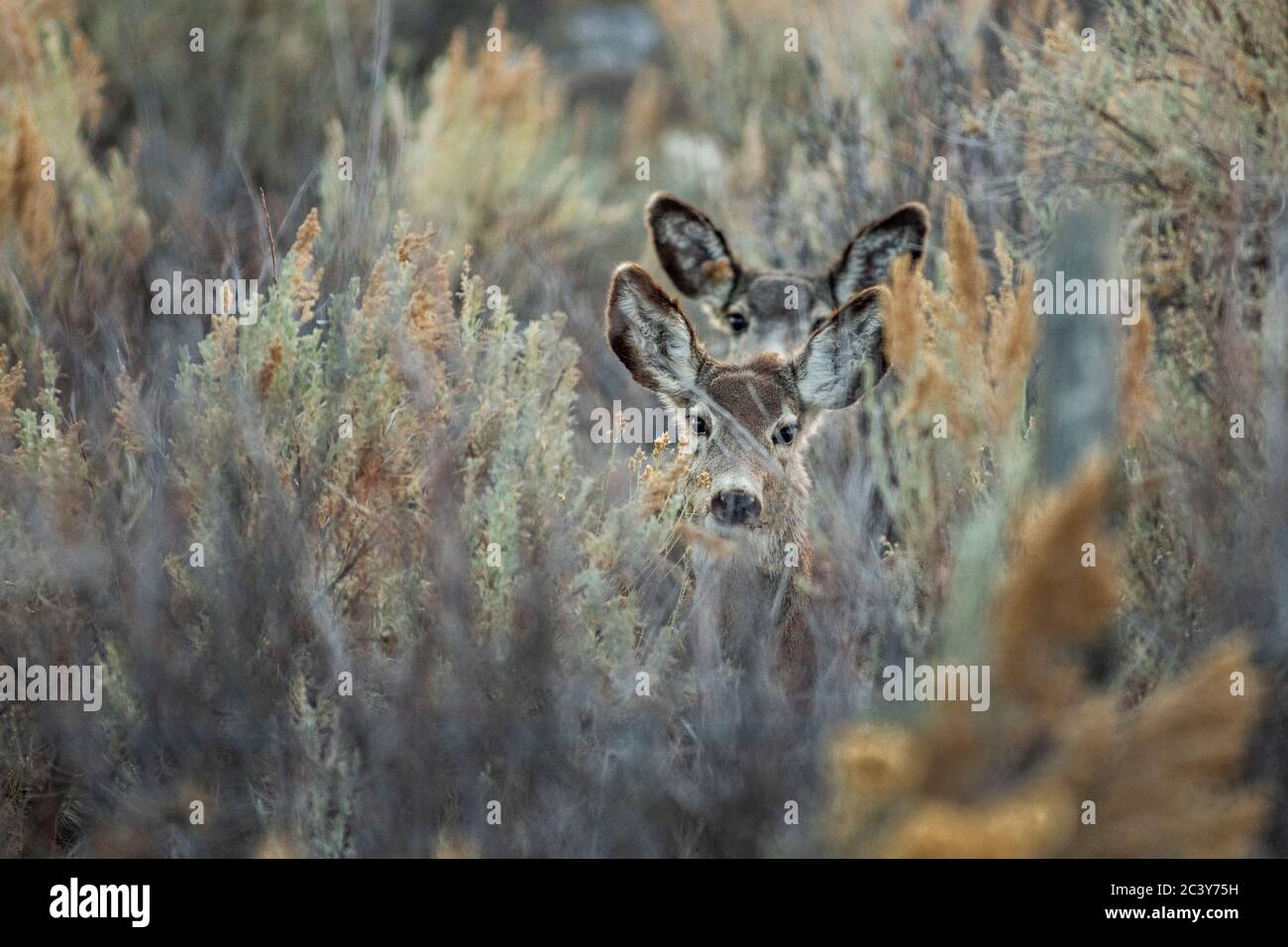 Due cervi che guardano la macchina fotografica che si nasconde in erba alta Foto Stock