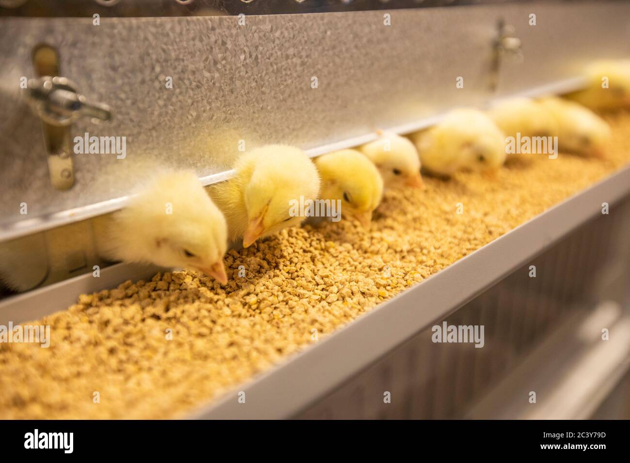 I polli del bambino alla stazione di alimentazione Foto Stock