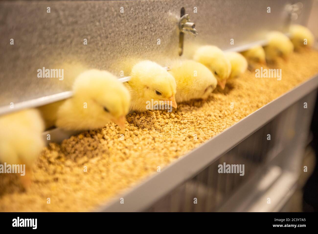 I polli del bambino alla stazione di alimentazione Foto Stock
