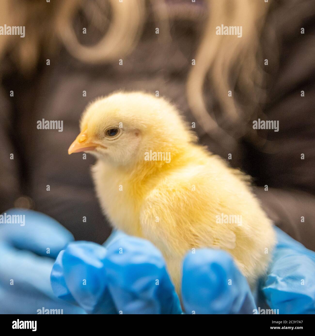 Persona in guanto di lattice che tiene il pollo del bambino Foto Stock