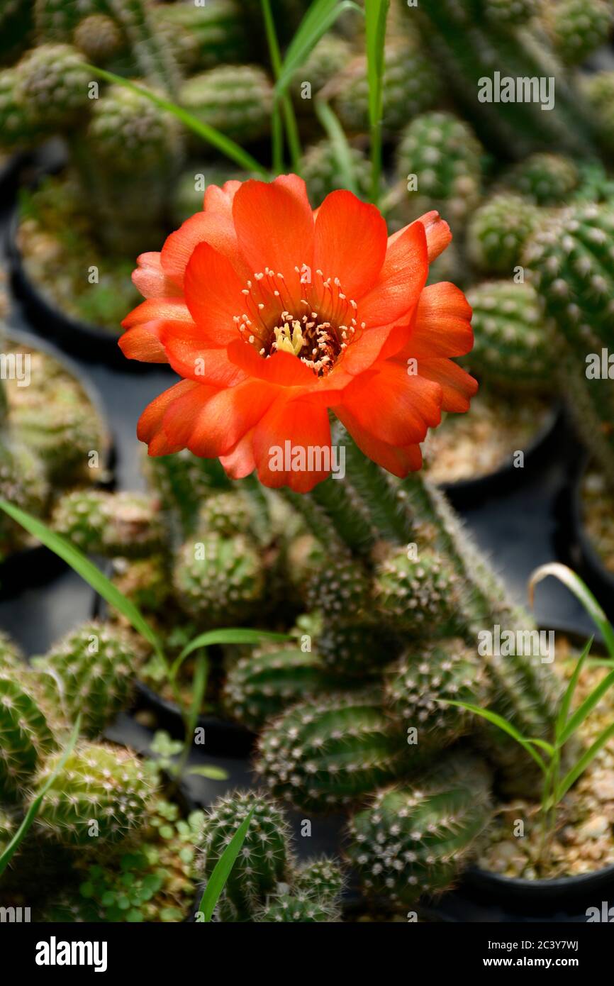 Pianta di cactus di arachide con fiore di arancio. Il cactus di arachidi è un succulente interessante con molti gambi simili a dita e fiori mozzafiato primavera-estate Foto Stock