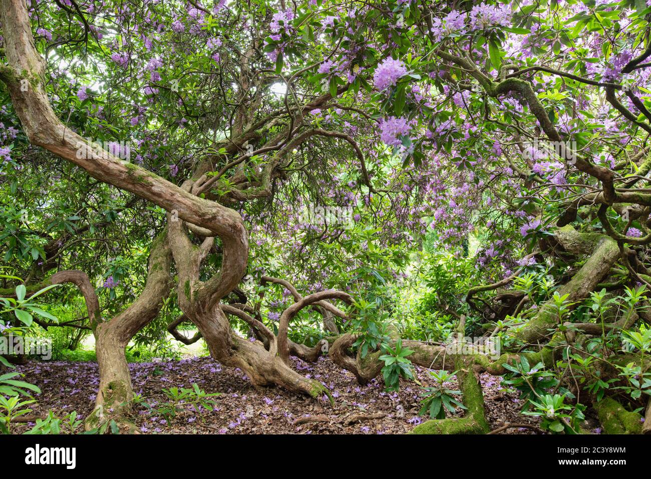 Rhodendron ponticum. All'interno di un cespuglio Pontico Rhododendron Thats fiorire nel mese di giugno. REGNO UNITO. Azalea fiorito Foto Stock