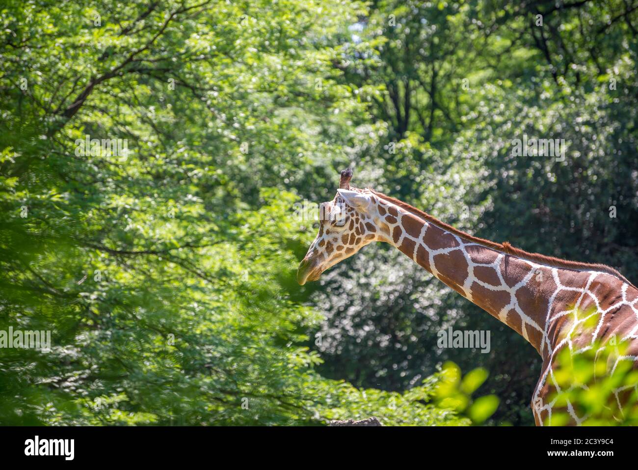 Chicago, il USA, 23 giugno 2018, una giraffa al Brookfield Zoo, (solo per uso editoriale) Foto Stock