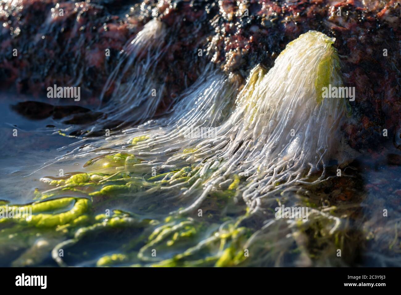 Ulva spp. Alga all'arcipelago di Kirkkonummi, Finlandia Foto Stock