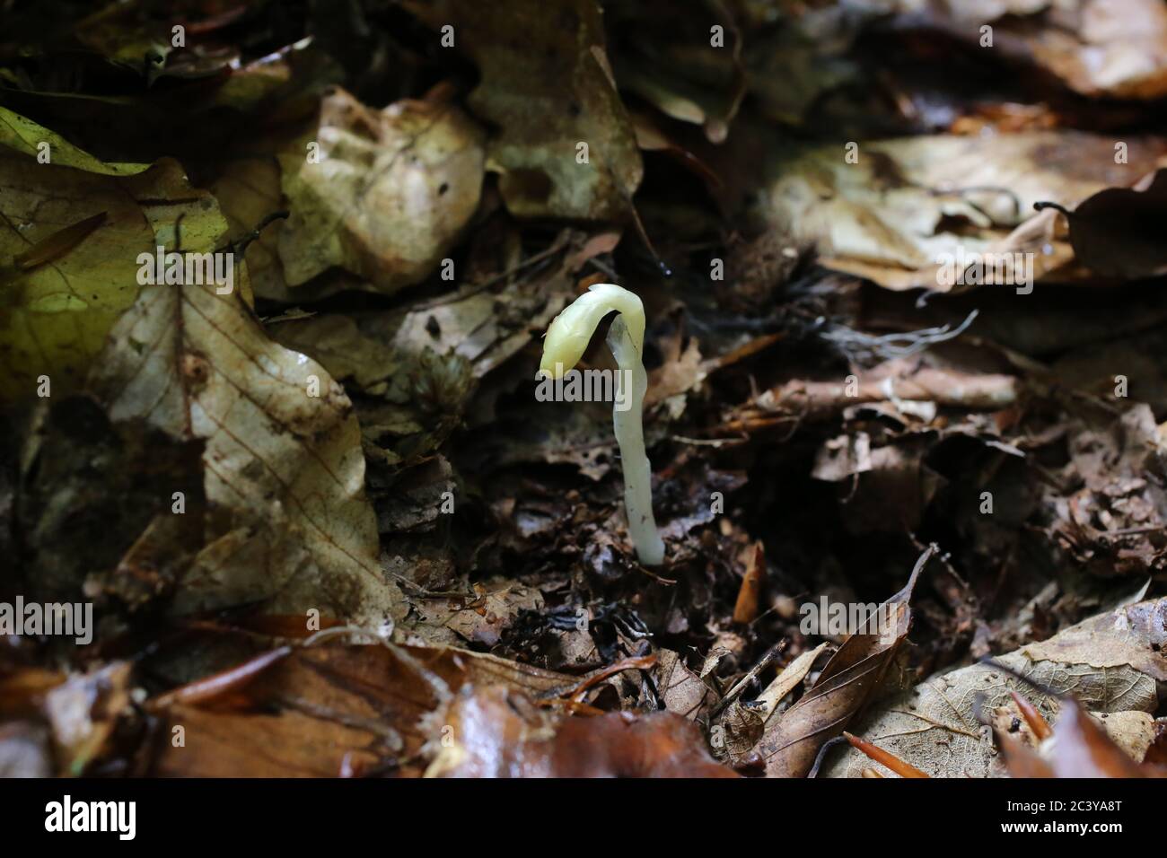 Monotropa hypopitys, Dutchman's Pipe Yellow Birdsnest. Pianta selvatica sparata in estate. Foto Stock