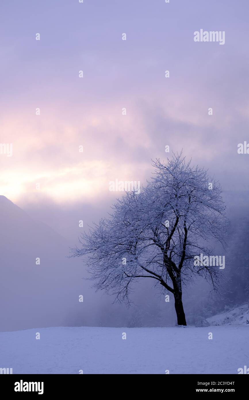 Albero in nebbia, inverno. Dovje, Kranjska Gora, Slovenia Foto Stock