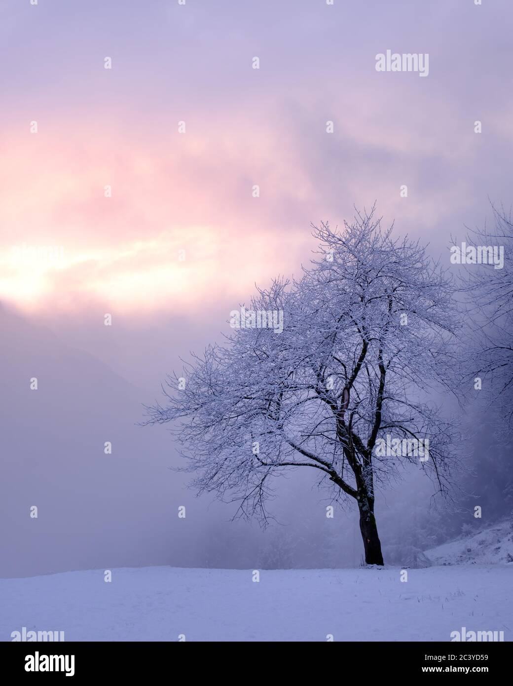 Albero in nebbia, inverno. Dovje, Kranjska Gora, Slovenia Foto Stock