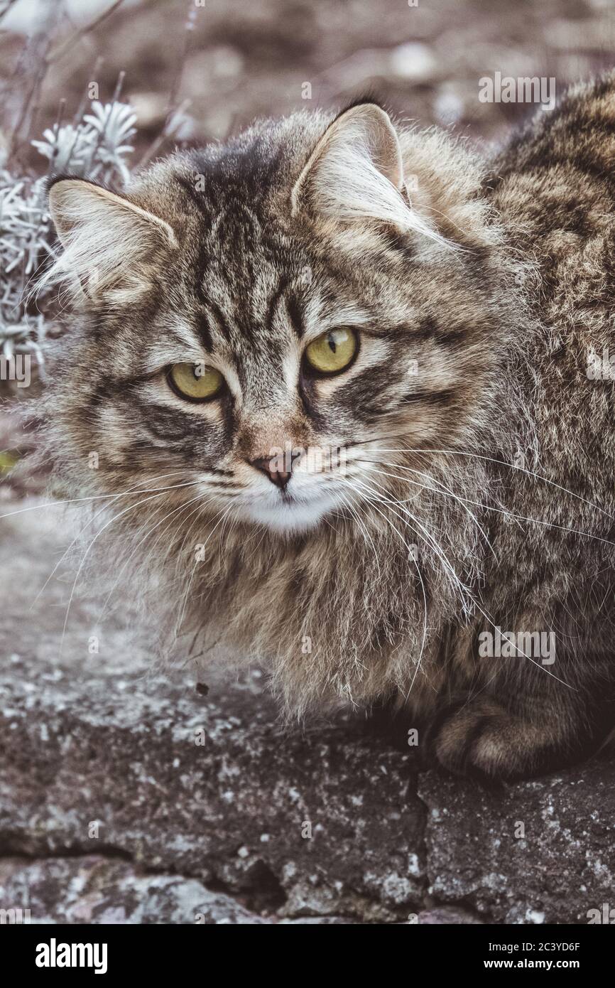 Grasso gatto domestico Foto Stock