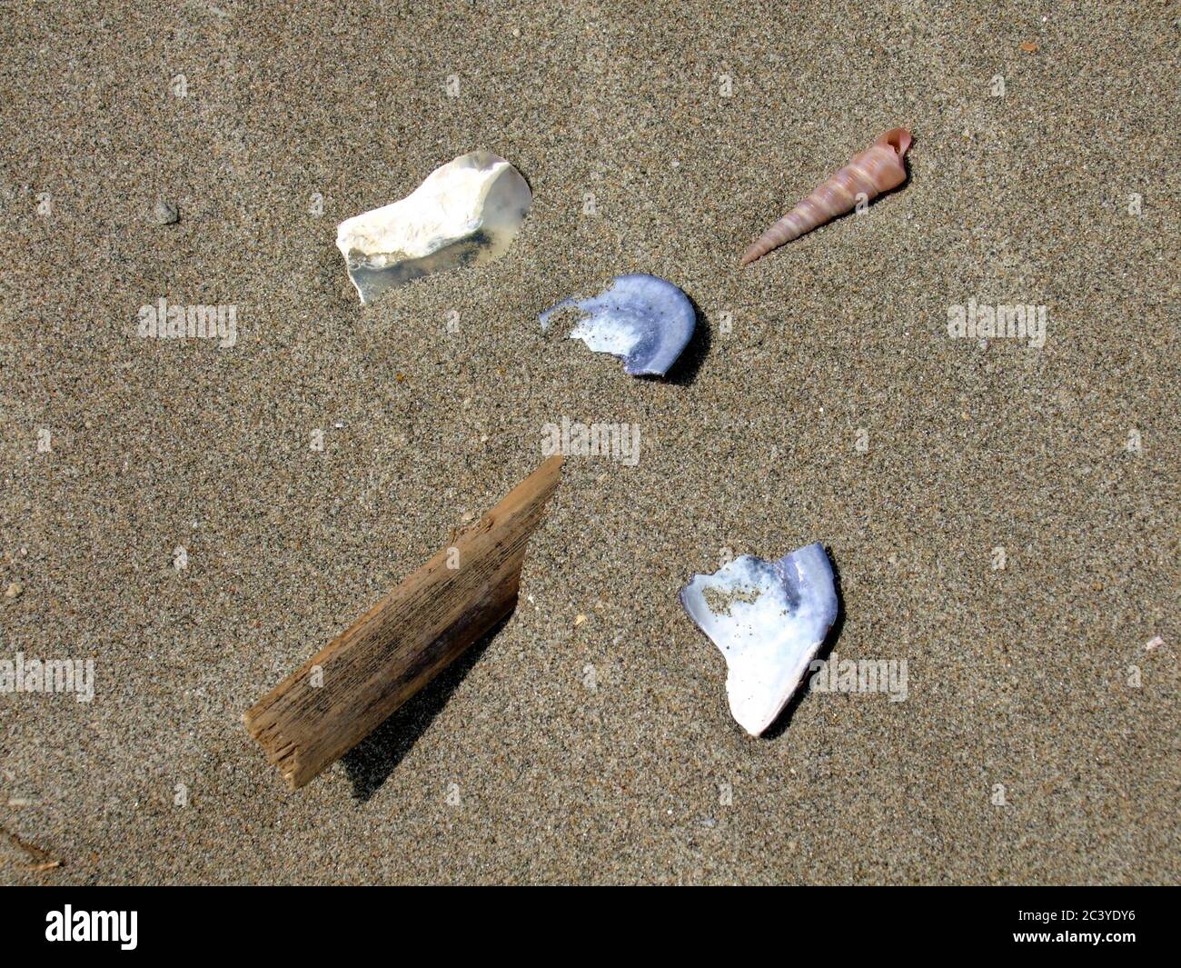 Cozze giacciono nella sabbia di una spiaggia europea nel sud della francia Foto Stock
