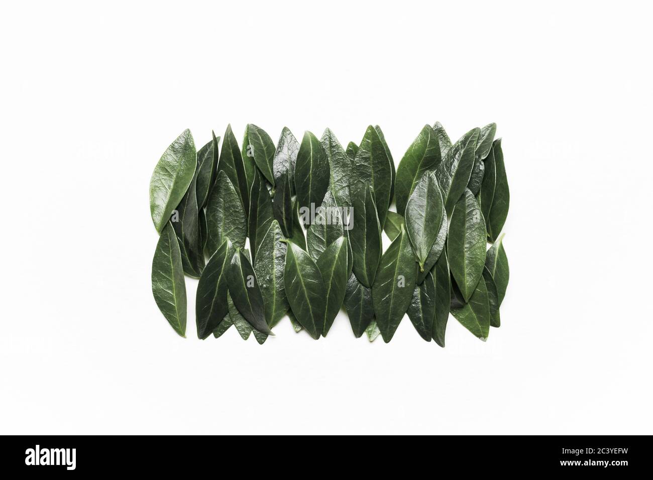 Foglie verdi su sfondo bianco. Minimalistico, ecologico, ecologico, creativo. Vista dall'alto Foto Stock