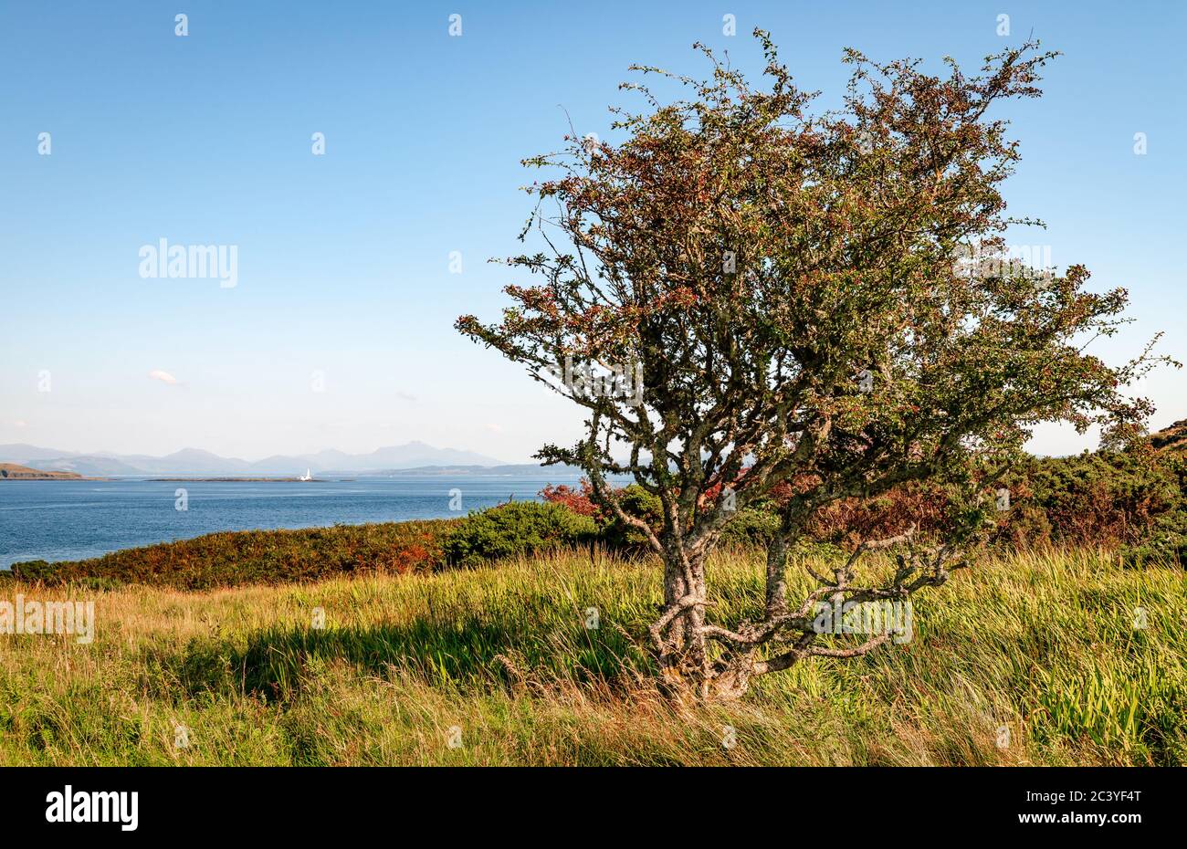 Paesaggio scozzese in estate con il suono di Mull sullo sfondo. Foto Stock