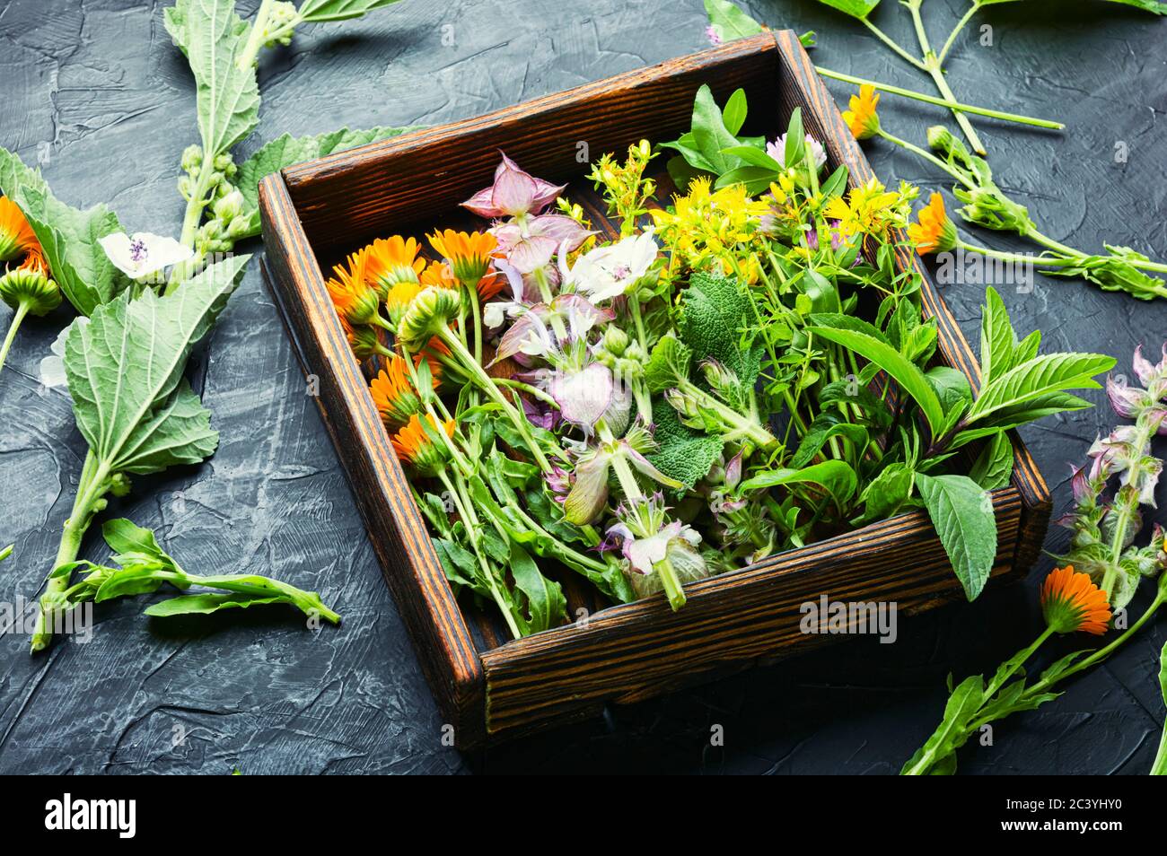 Medicinale fresco, healing herbes.alternative medicine erboristeria.erbe medicina ed omeopatia Foto Stock
