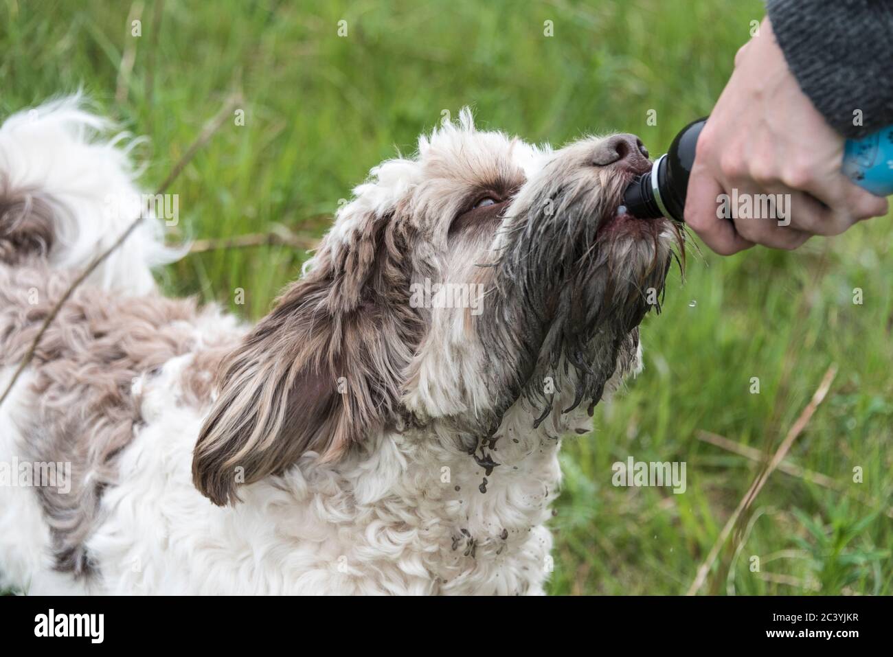 Il cucciolo australiano di Labradoodle prendendo una bevanda di acqua. Foto Stock