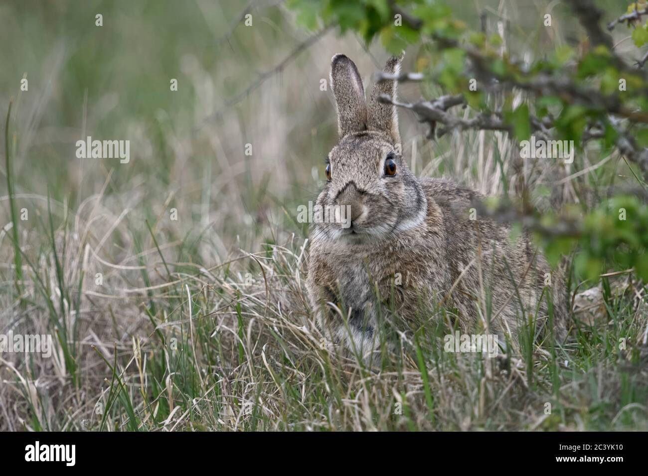 / Coniglio Coniglio europeo ( oryctolagus cuniculus ), adulto, nascondere sotto i cespugli, sembra carino, fauna selvatica, l'Europa. Foto Stock